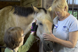 Learn more about Maryland Therapeutic Riding overall and about MTR today