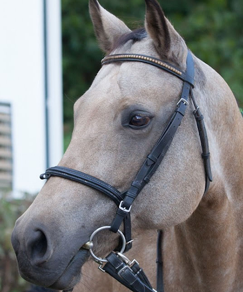 Meet the herd of beautiful horses at MTR