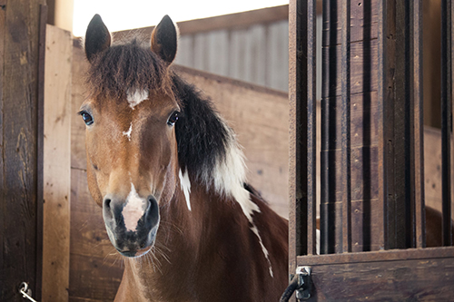 Our horses coming out of the stables