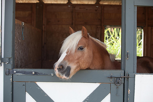 Our horses ready to go for a ride